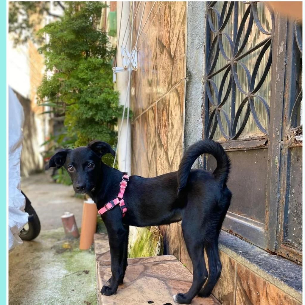 Fofinha, cadela de porte pequeno para adoção em Rio de Janeiro - RJ