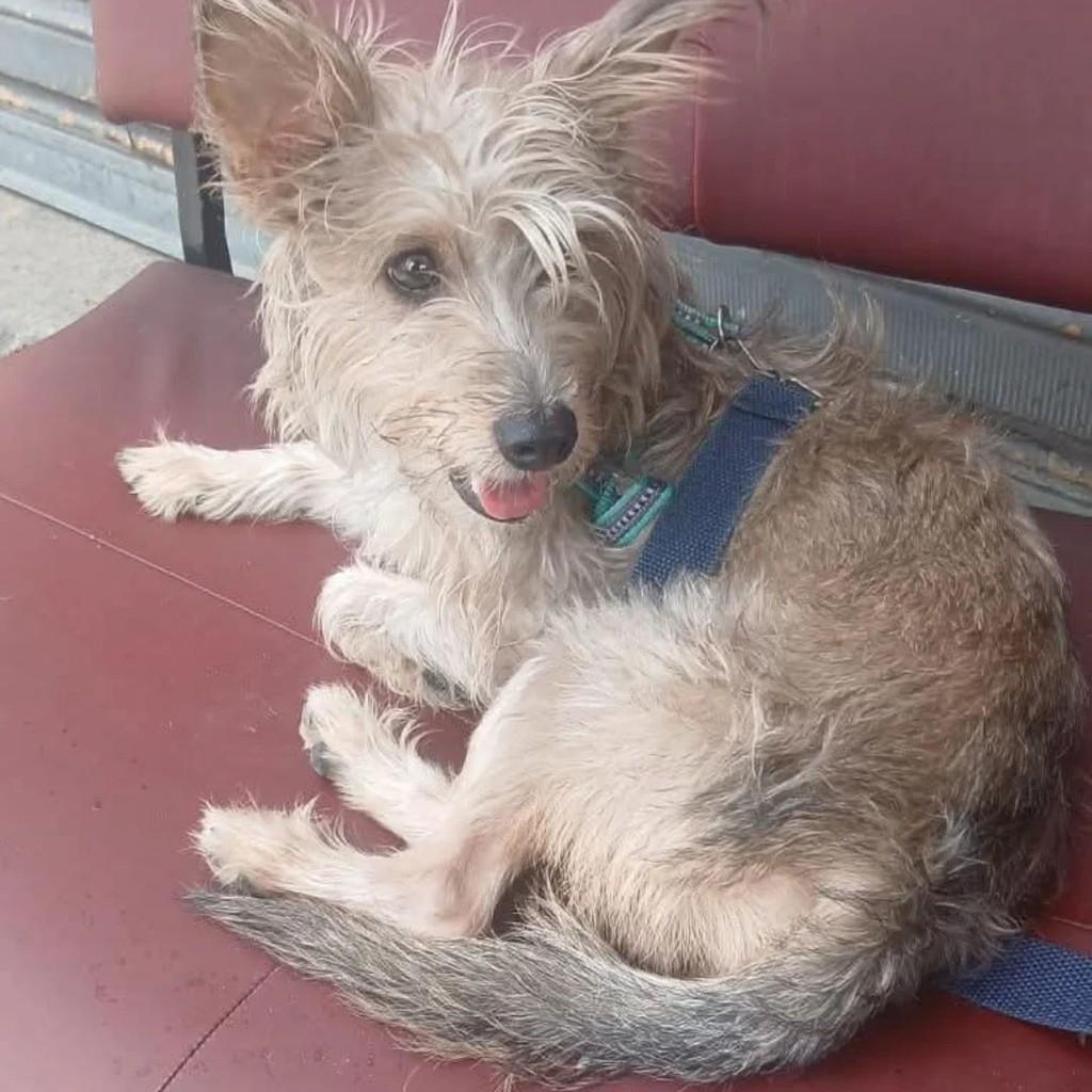 Fofinho, cachorro de porte pequeno para adoção em Rio de Janeiro - RJ