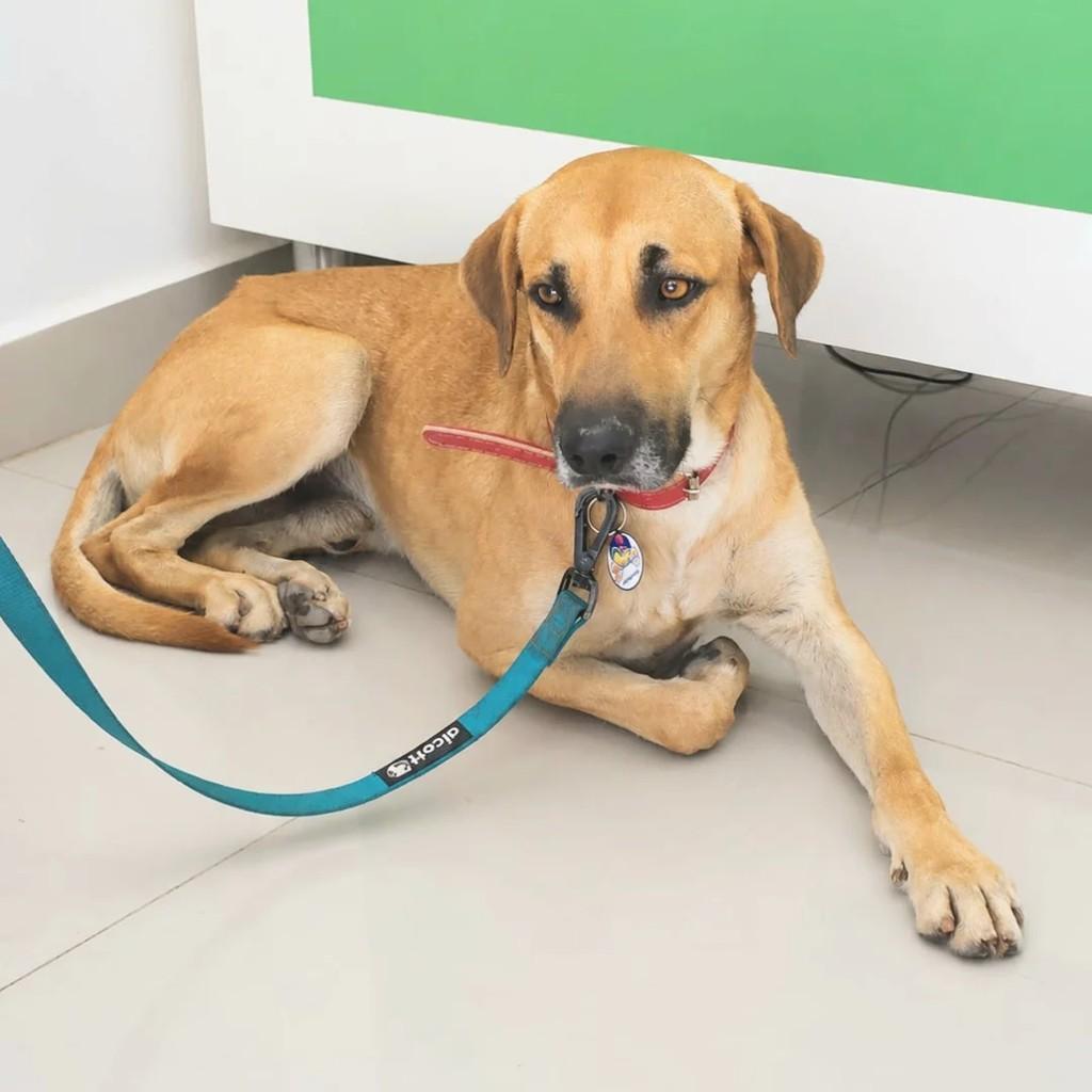 Tony, cachorro de porte médio para adoção em Rio de Janeiro - RJ