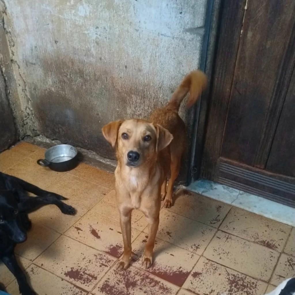 Bob, cachorro de porte pequeno para adoção em Rio de Janeiro - RJ