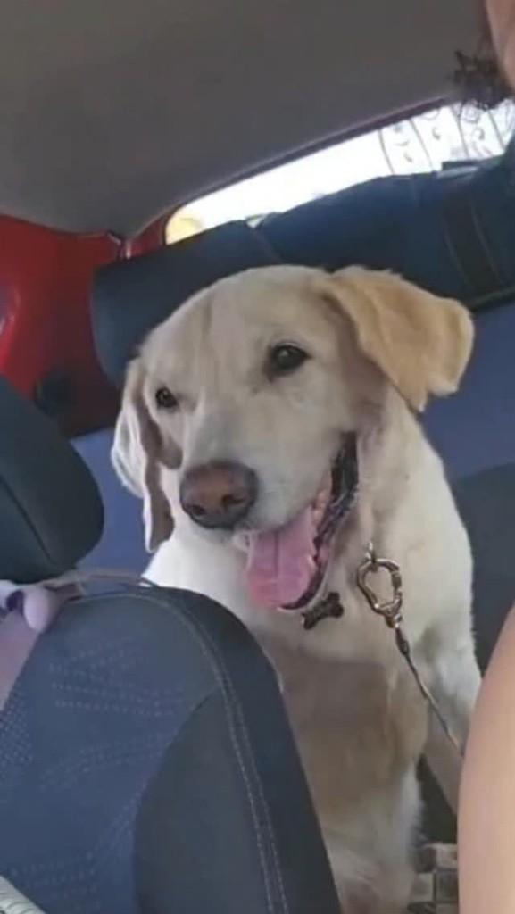 Joca, cachorro de porte grande para adoção em Rio de Janeiro - RJ