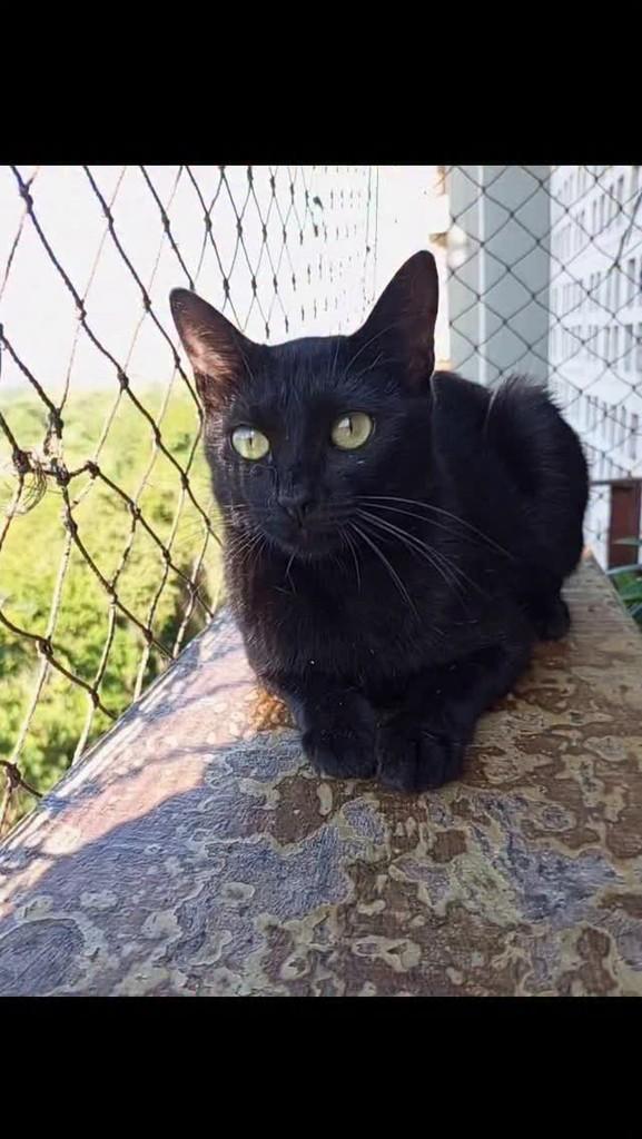 Mocinha, gata para adoção em Rio de Janeiro - RJ