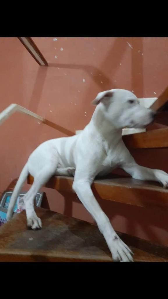 Cascadura, cachorro de porte médio para adoção em Rio de Janeiro - RJ