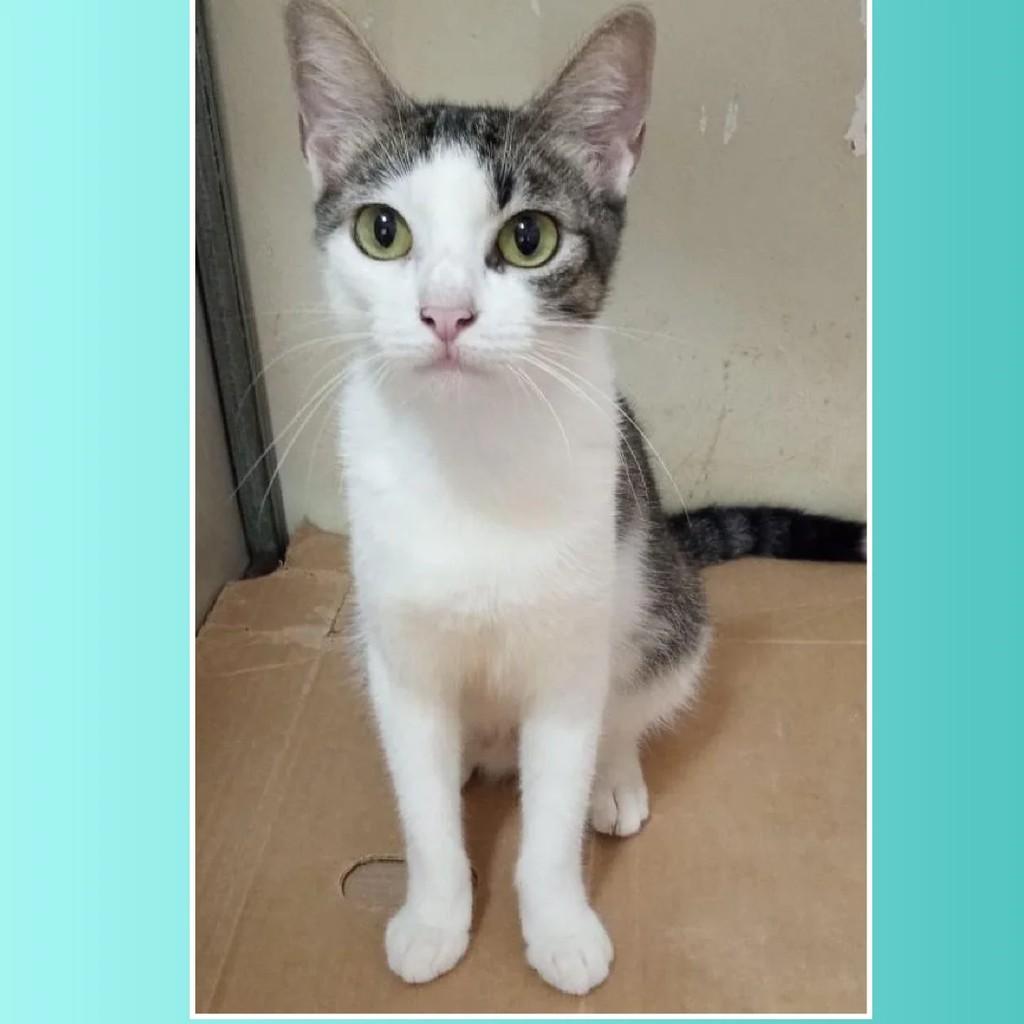 Boneca, gato de porte pequeno para adoção em Rio de Janeiro - RJ
