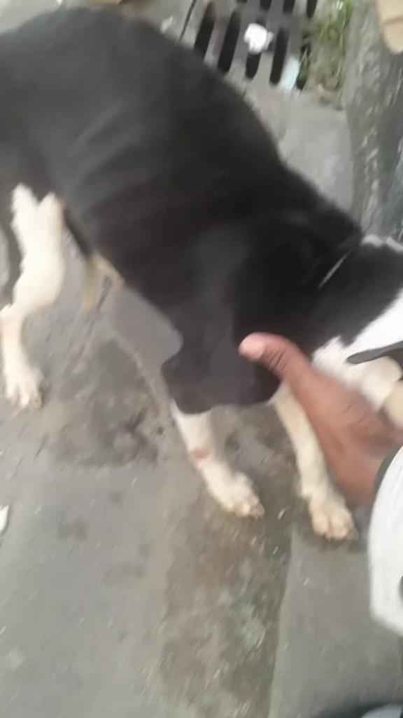 Filhotinha, cadela de porte pequeno para adoção em Rio de Janeiro - RJ