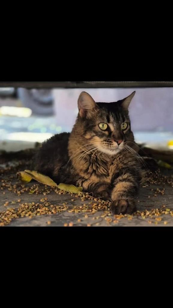 Kat, gata de porte médio para adoção em Rio de Janeiro - RJ