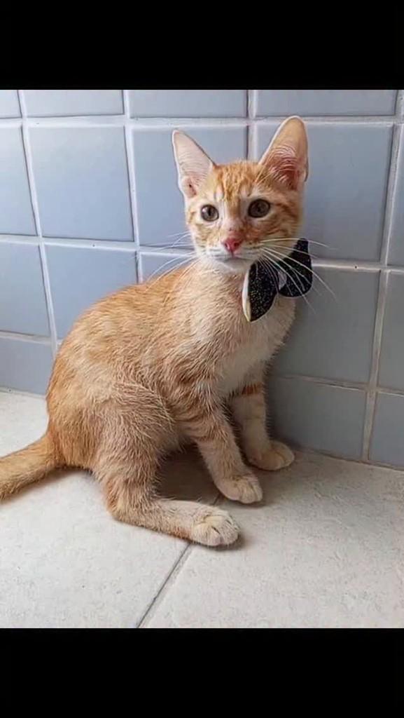 Cadu, gato de porte pequeno para adoção em Rio de Janeiro - RJ