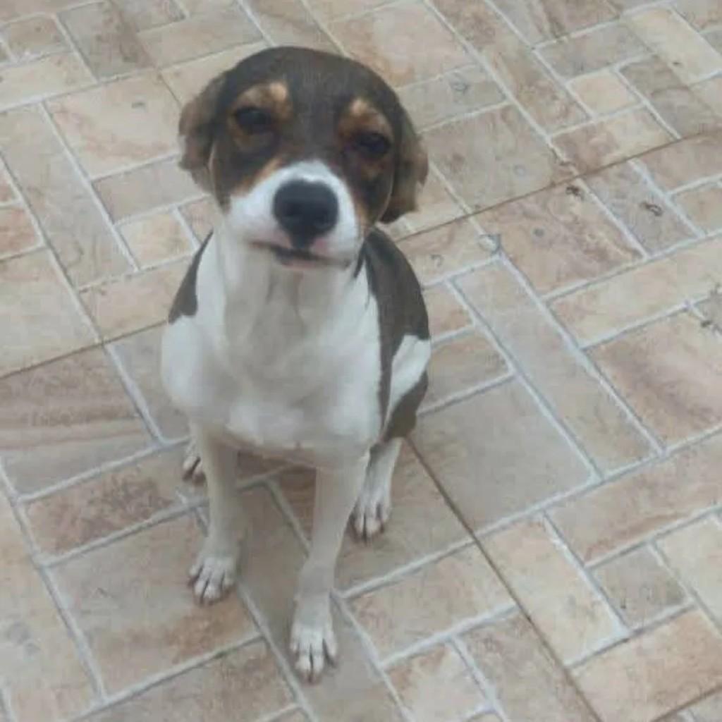 Pipoca, cadela de porte grande para adoção em Rio de Janeiro - RJ