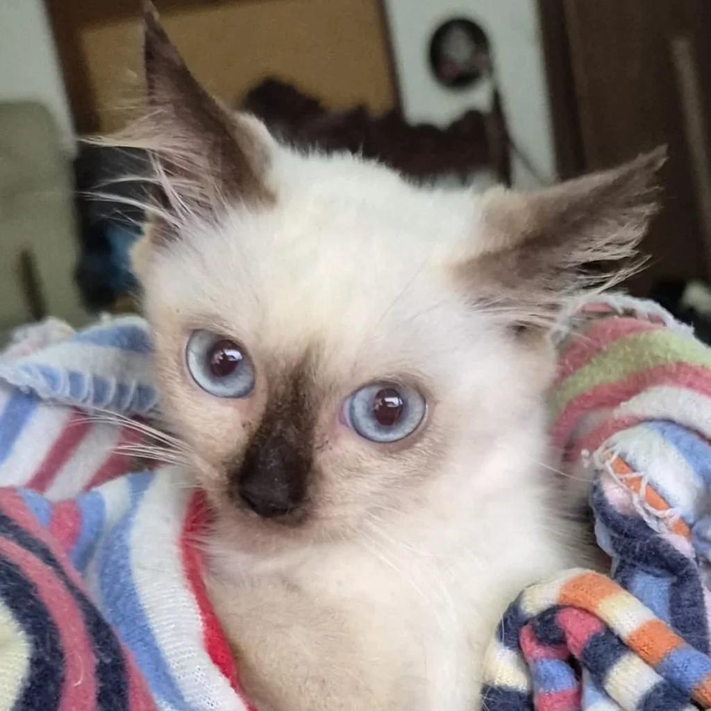 Bimbo, gato de porte pequeno para adoção em Rio de Janeiro - RJ