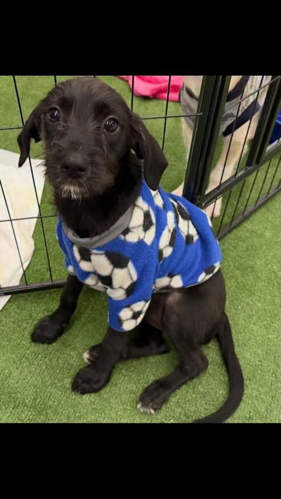 Belinha, cachorro de porte pequeno para adoção em Rio de Janeiro - RJ