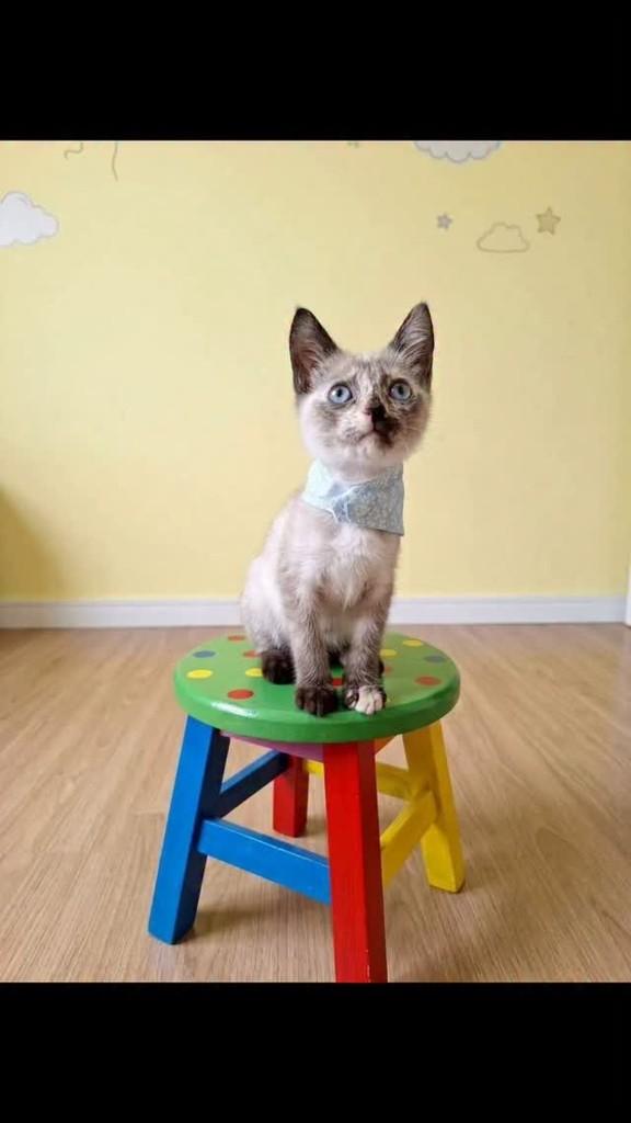 Lana, gata de porte pequeno para adoção em Rio de Janeiro - RJ