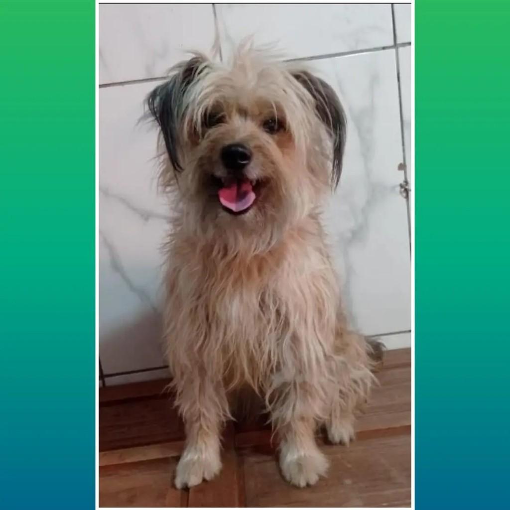 Filó, cachorro de porte pequeno para adoção em Rio de Janeiro - RJ