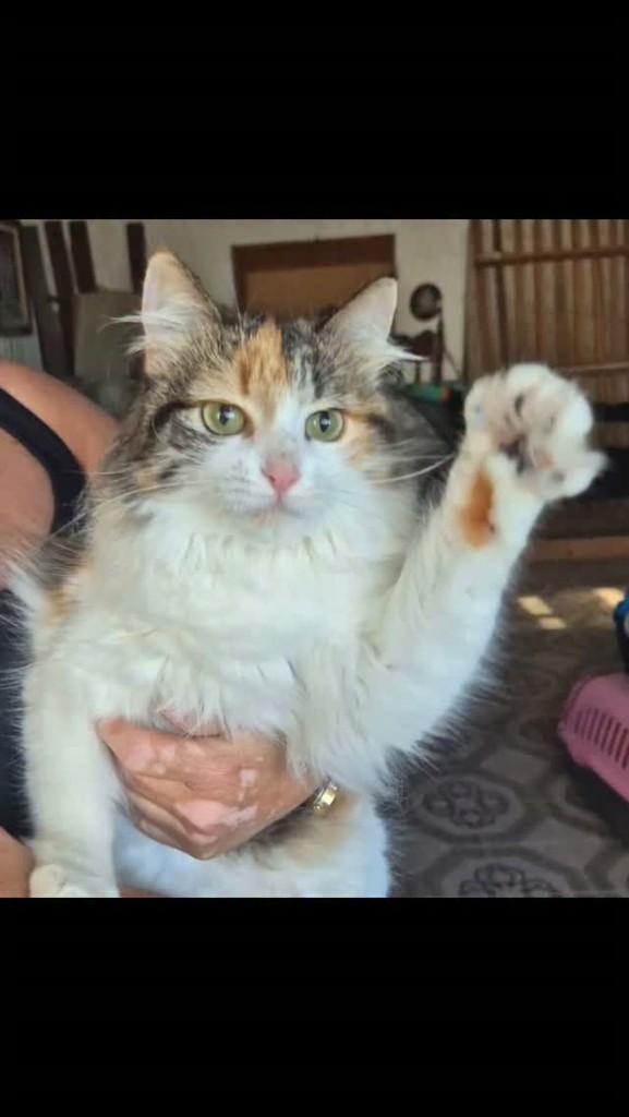 Amanda, gata de porte médio para adoção em Rio de Janeiro - RJ