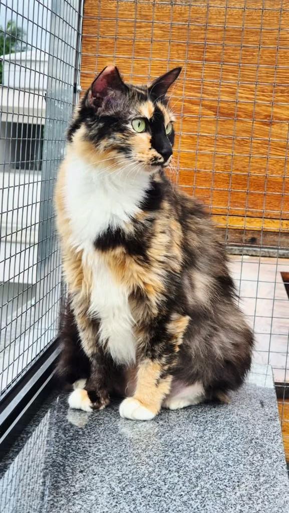 Aquarela, gata de porte médio para adoção em Rio de Janeiro - RJ