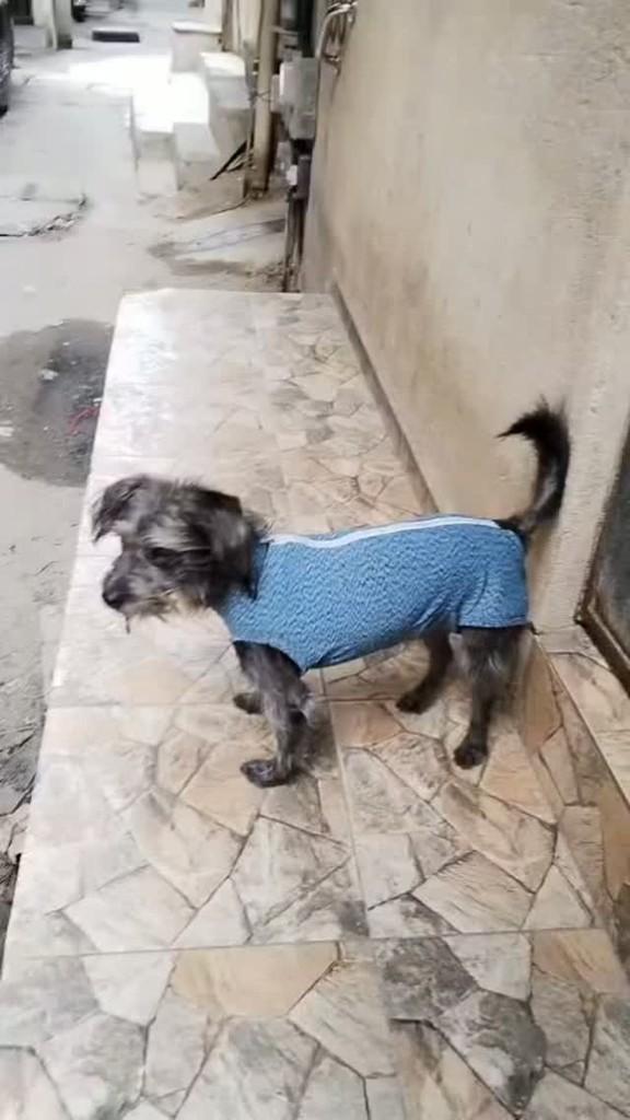 Bento, cachorro de porte pequeno para adoção em Rio de Janeiro - RJ