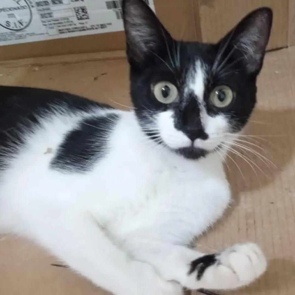 Aika, gata de porte pequeno para adoção em Rio de Janeiro - RJ