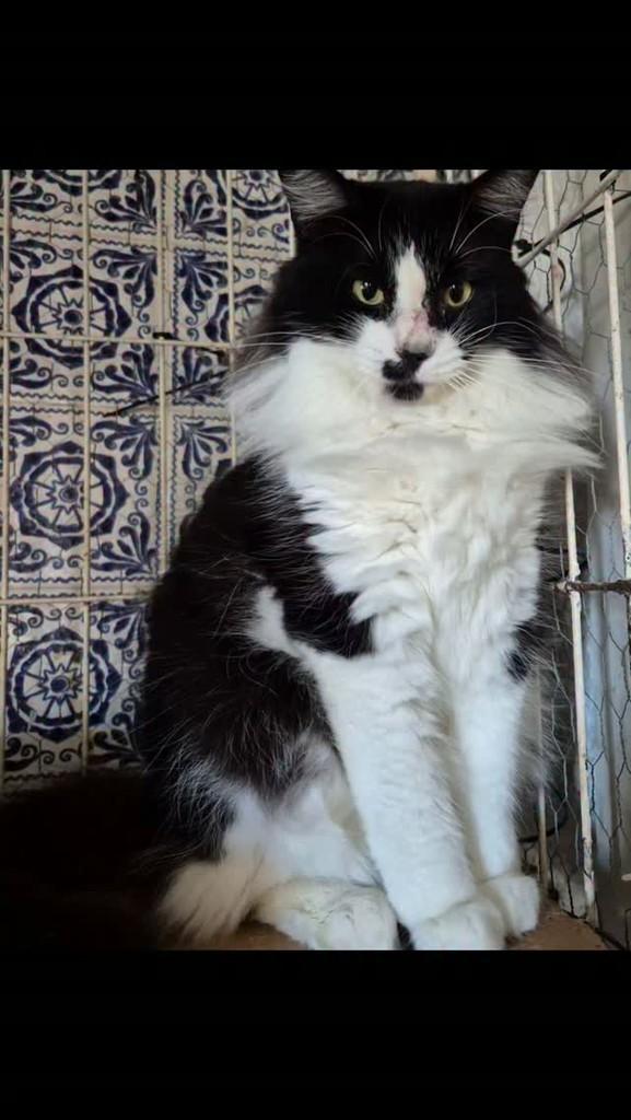 Cristal, gata de porte médio para adoção em Rio de Janeiro - RJ