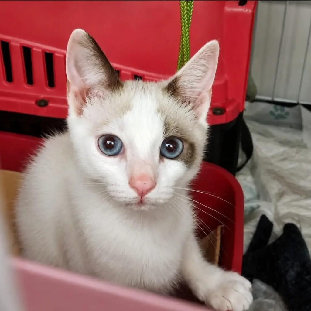 Baunilha, gata de porte pequeno para adoção em Rio de Janeiro - RJ