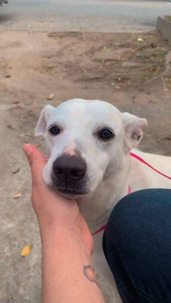 Mia, cadela de porte médio para adoção em Rio de Janeiro - RJ