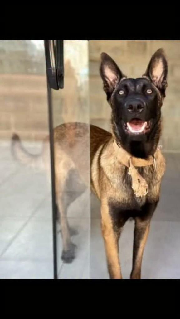 Golias, cachorro de porte grande para adoção em Rio de Janeiro - RJ