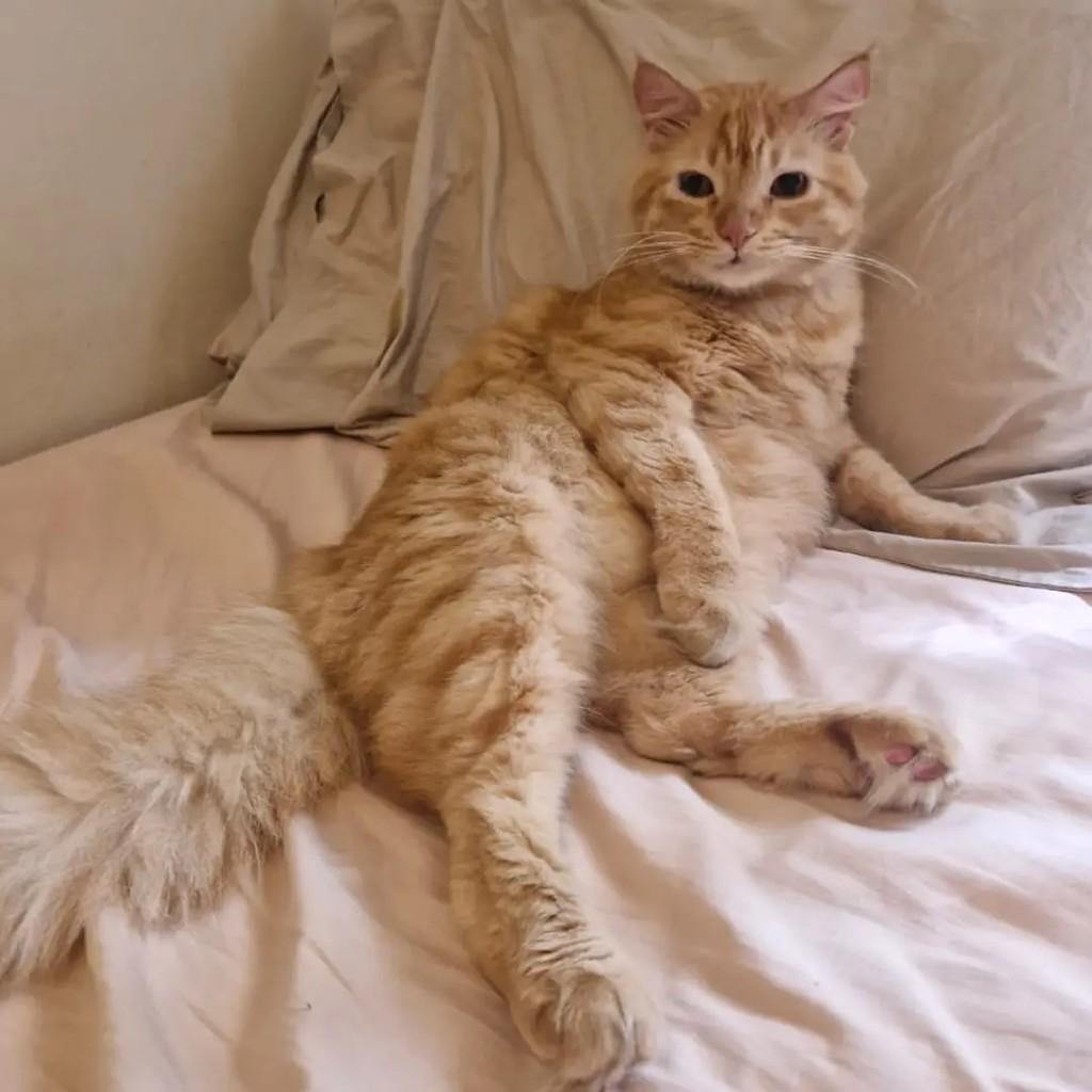 Fubá, gato de porte médio para adoção em Rio de Janeiro - RJ
