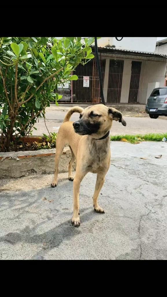 Lucy, cadela de porte pequeno para adoção em Rio de Janeiro - RJ