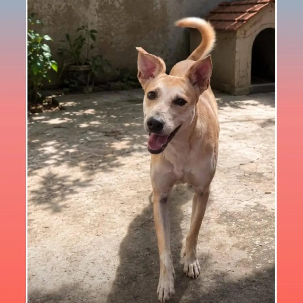 Anita, cadela de porte pequeno para adoção em Nova Iguaçu - RJ