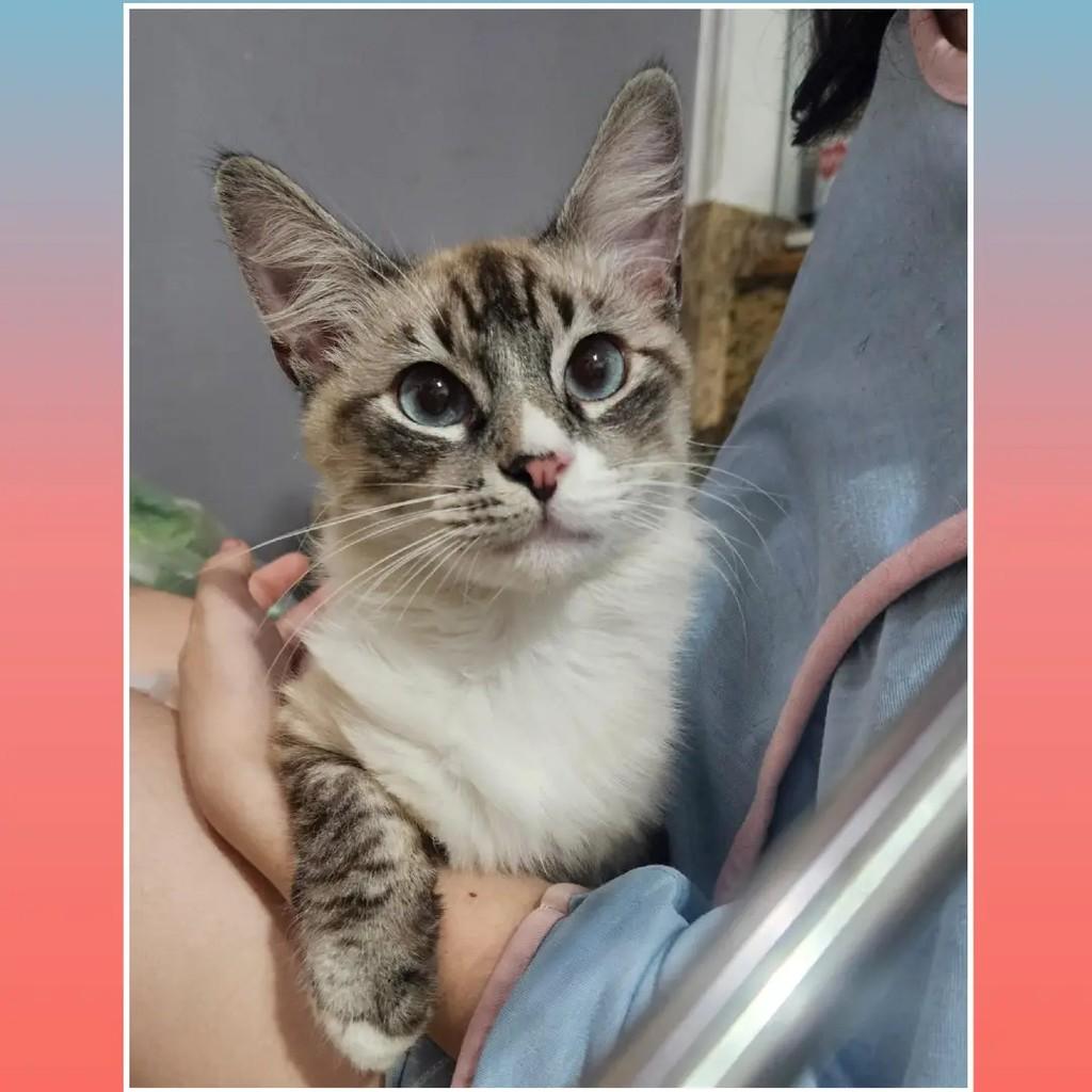 Rick, gato de porte pequeno para adoção em Rio de Janeiro - RJ