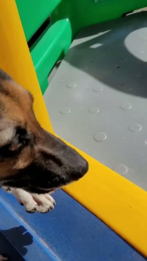 Kika, cadela de porte médio para adoção em Rio de Janeiro - RJ