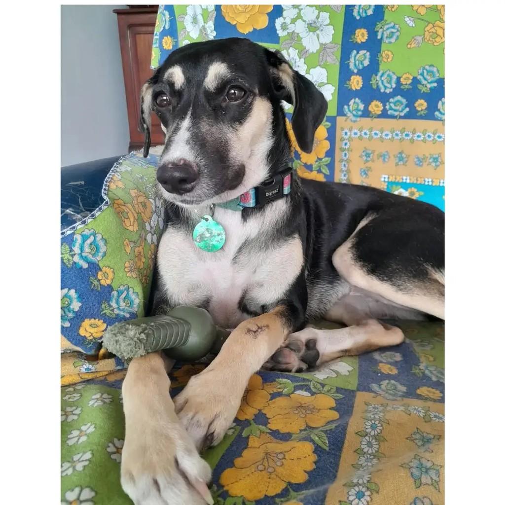 Laika, cadela de porte médio para adoção em Rio de Janeiro - RJ
