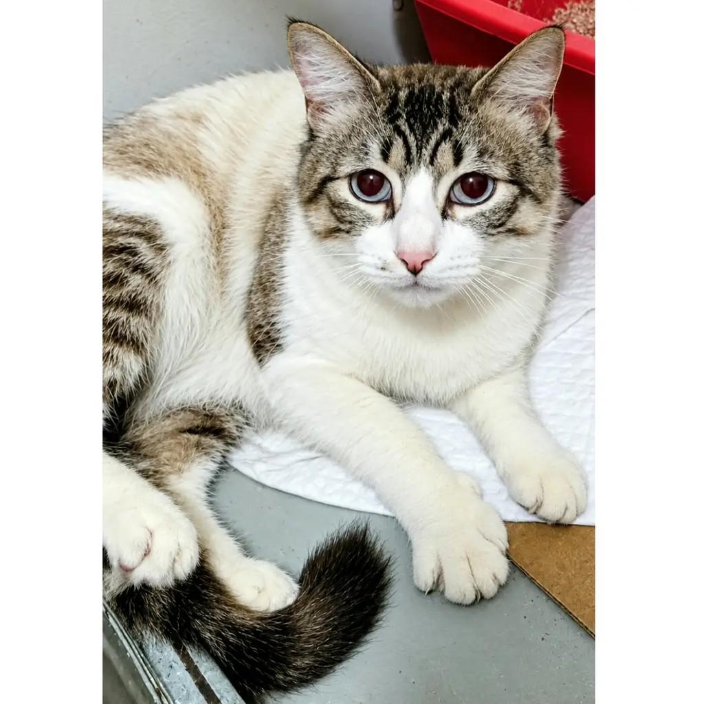 Lord, gato de porte médio para adoção em Rio de Janeiro - RJ