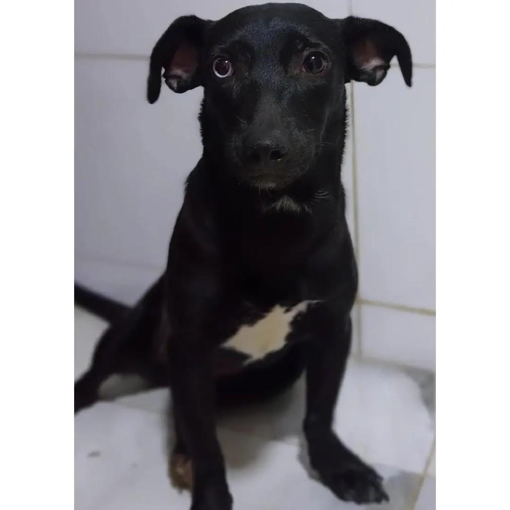Tati, cadela de porte pequeno para adoção em Rio de Janeiro - RJ