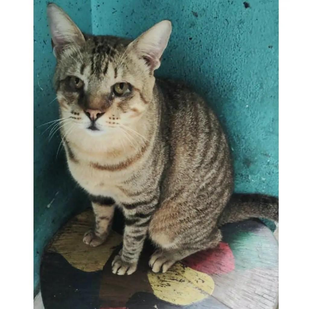 Tigrão, gato de porte médio para adoção em Rio de Janeiro - RJ
