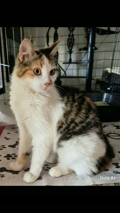 Maite, gata de porte pequeno para adoção em Rio de Janeiro - RJ