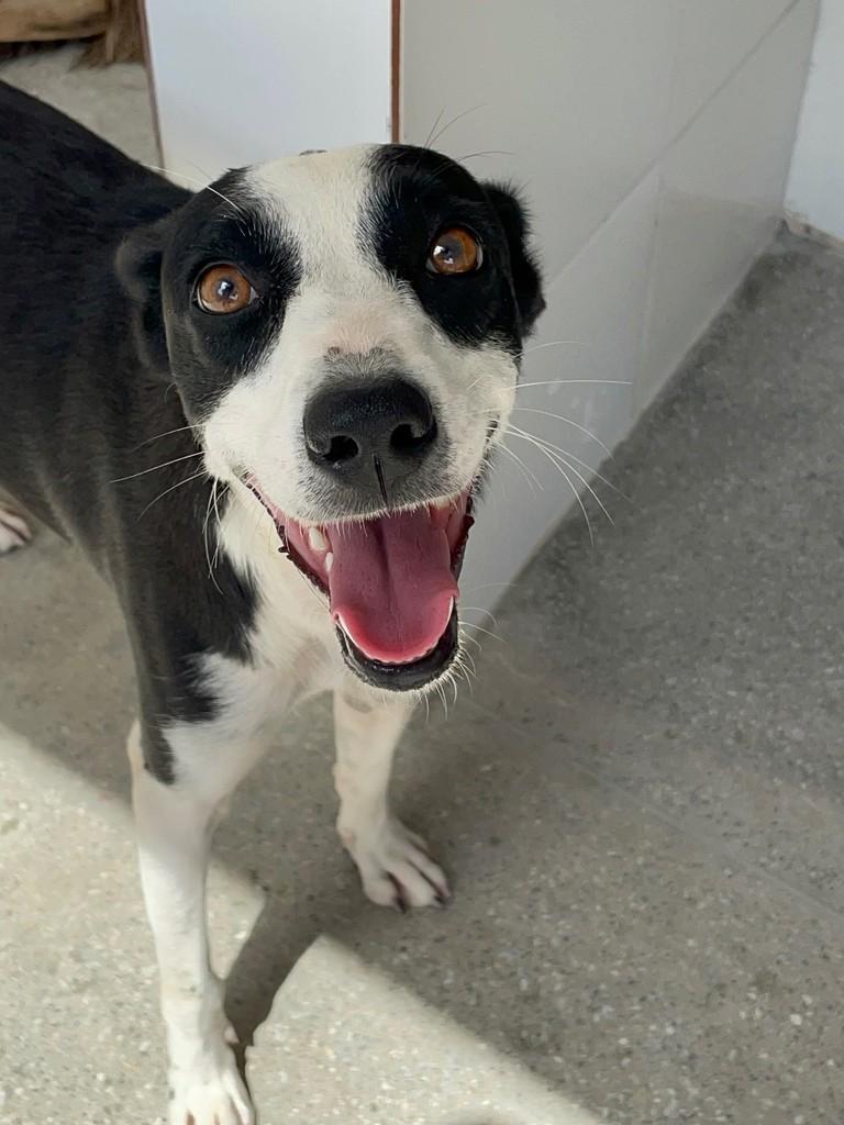 Aparecida, cachorro de porte médio para adoção em Jequié - BA