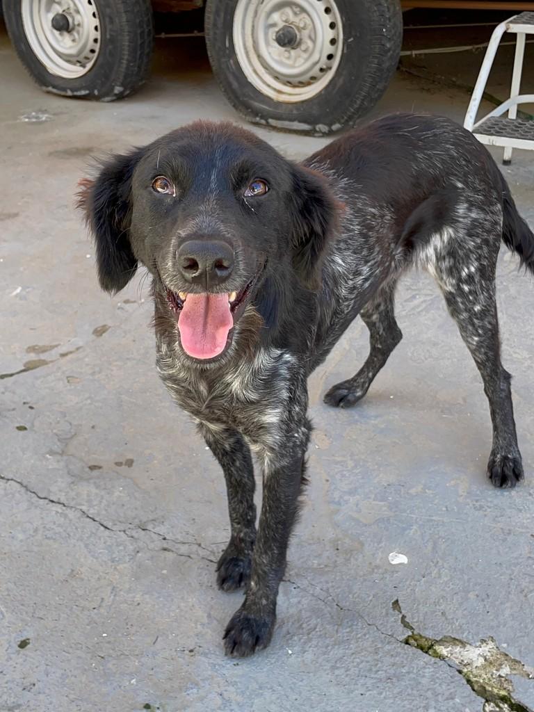 Princesinha, cachorro de porte médio para adoção em Jequié - BA