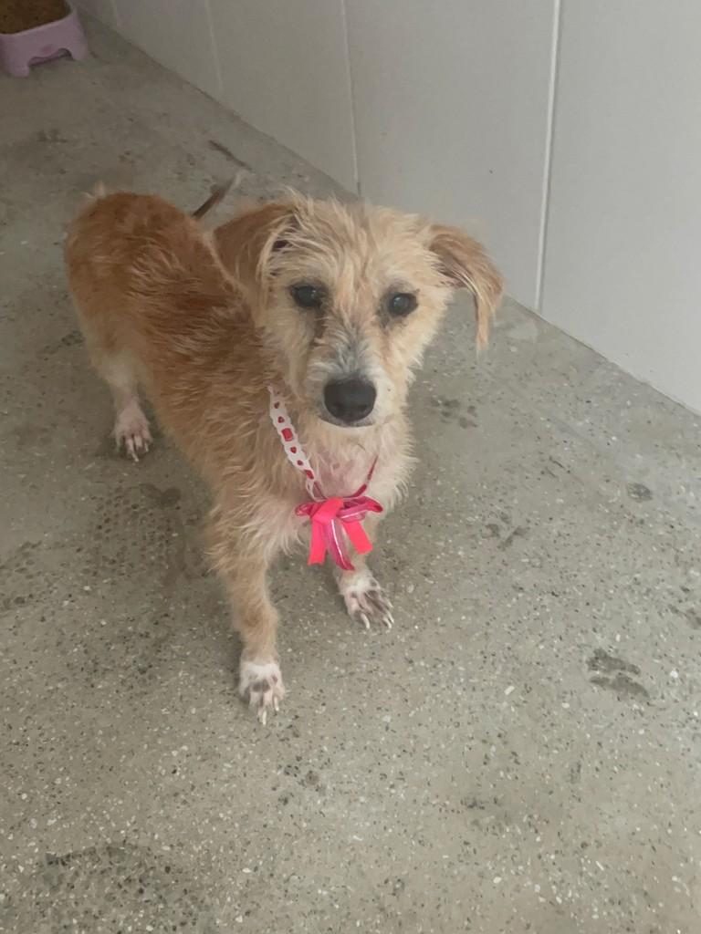 Dona Lunga, cadela de porte pequeno para adoção em Jequié - BA