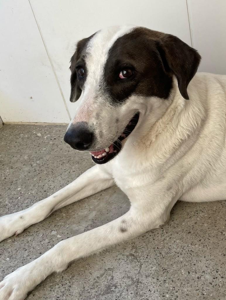 Tramontina, cachorro de porte médio para adoção em Jequié - BA