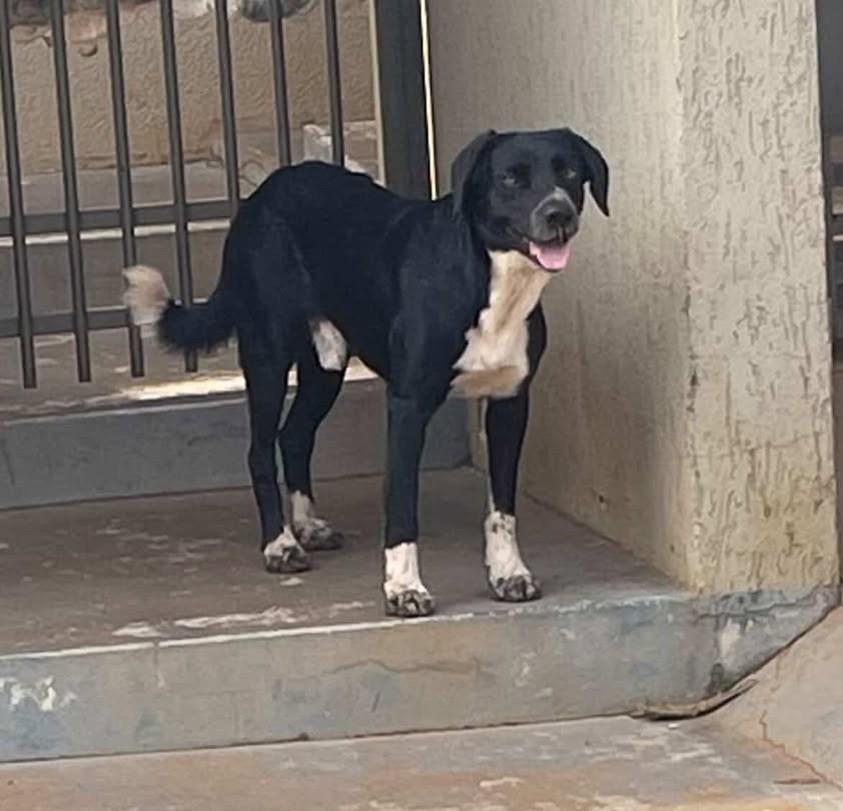 Meninão, cachorro de porte médio para adoção em Andirá - PR