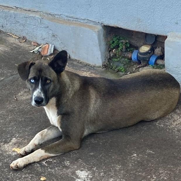 Menininha, cadela de porte médio para adoção em Andirá - PR