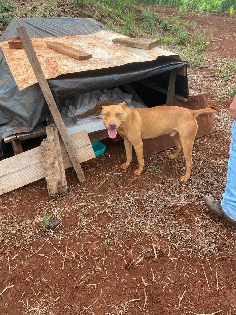 Sebastião, cachorro de porte médio para adoção em Andirá - PR