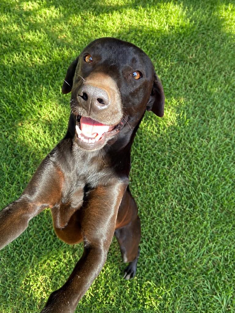 Mocinha, cachorro de porte médio para adoção em Andirá - PR