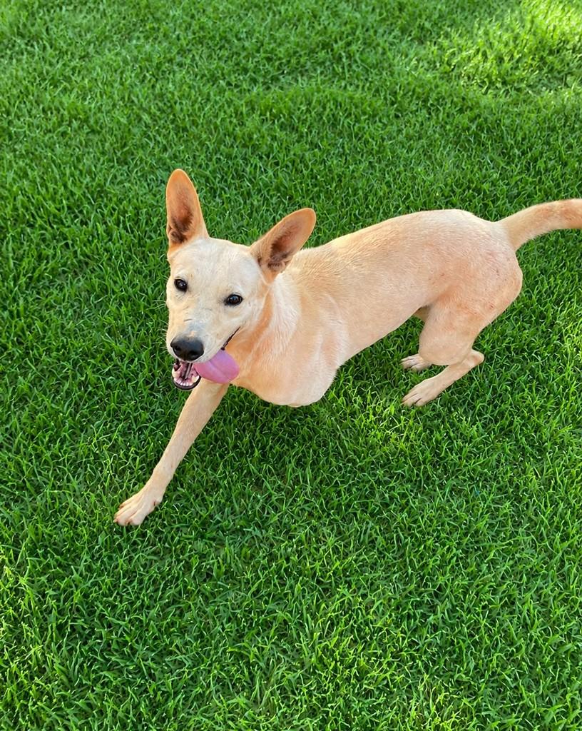 Lobo, cachorro de porte médio para adoção em Andirá - PR