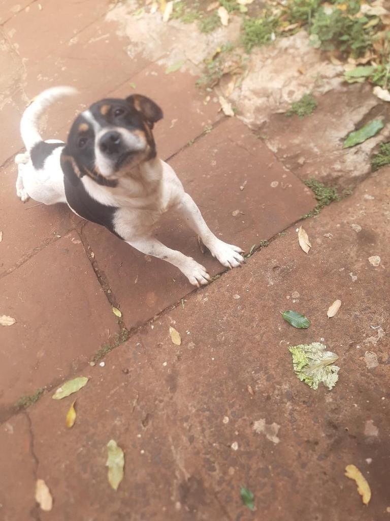 Rex, cachorro de porte pequeno para adoção em Andirá - PR