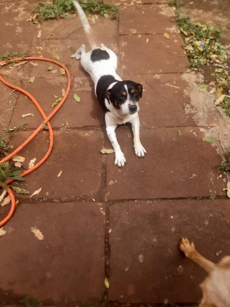 Rex, cachorro de porte pequeno para adoção em Andirá - PR — foto 2 de 3