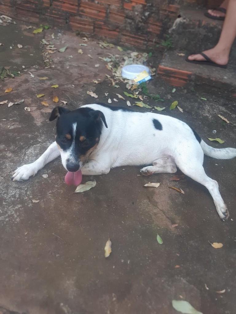 Rex, cachorro de porte pequeno para adoção em Andirá - PR — foto 3 de 3