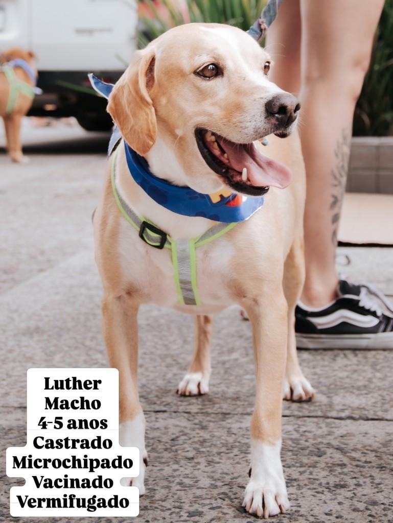 Luther, cachorro de porte médio para adoção em Balneário Camboriú - SC