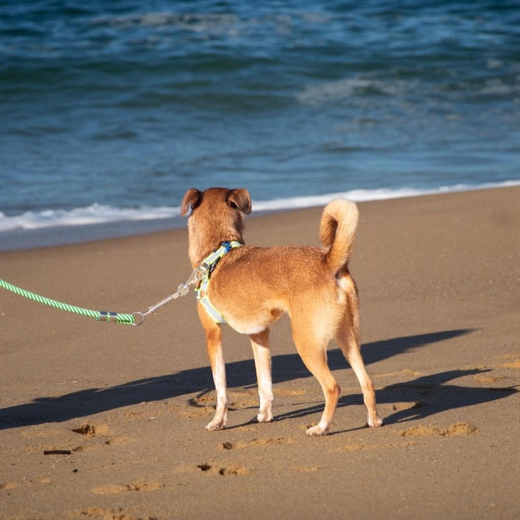 Ralph, cachorro de porte médio para adoção em Balneário Camboriú - SC