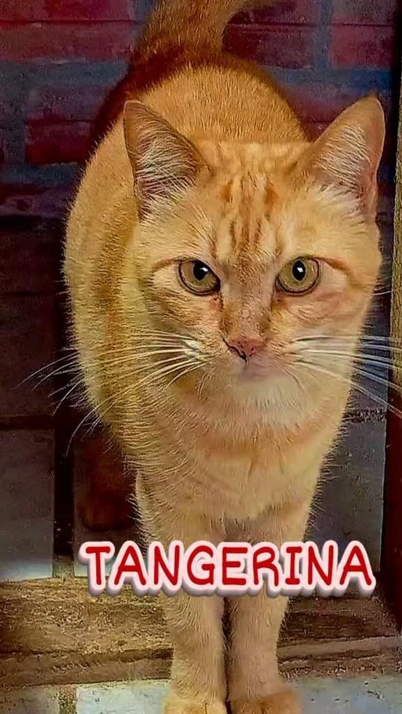 Tangerina, gata de porte médio para adoção em Blumenau - SC