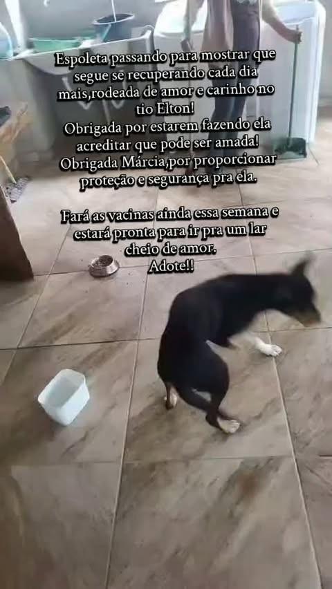 Espoleta, cachorro de porte pequeno para adoção em Barbacena - MG